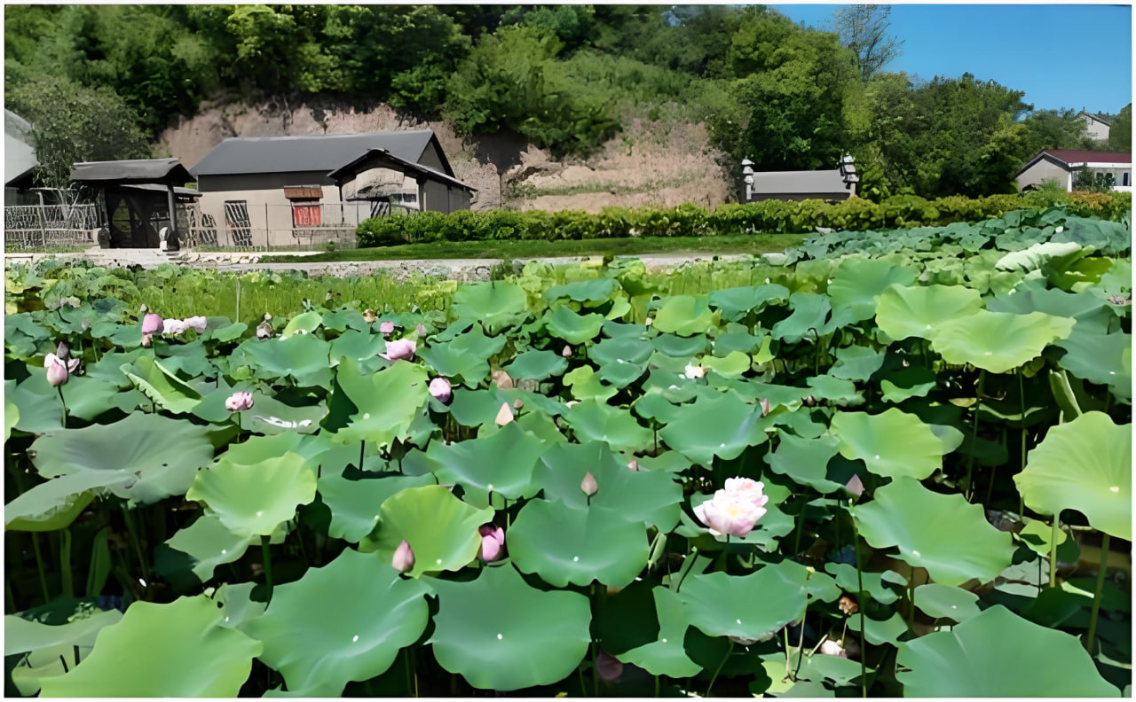 佳苗琉花APP界面展示